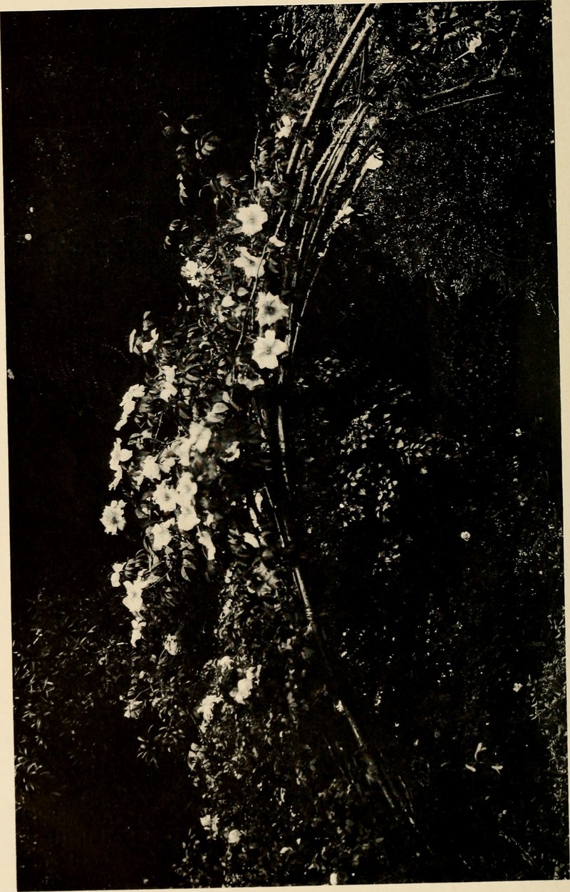 Rosa gigantea photo 2