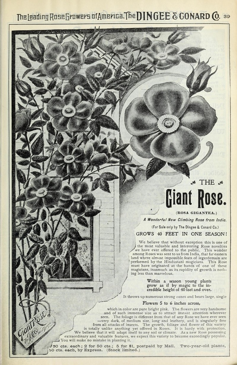 Rosa gigantea photo 3