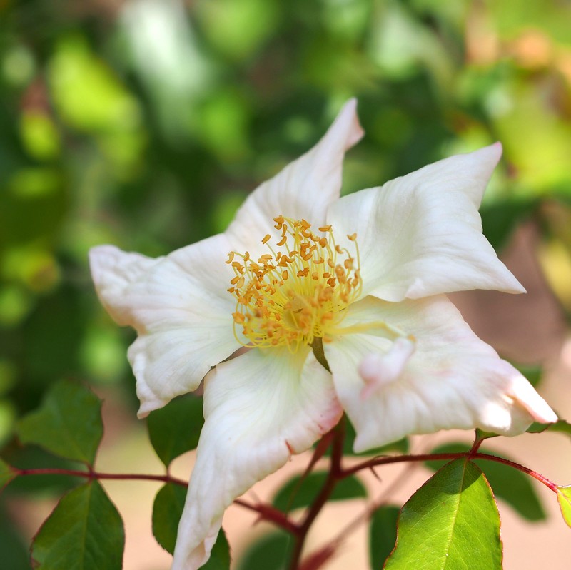 Rosa gigantea photo 4