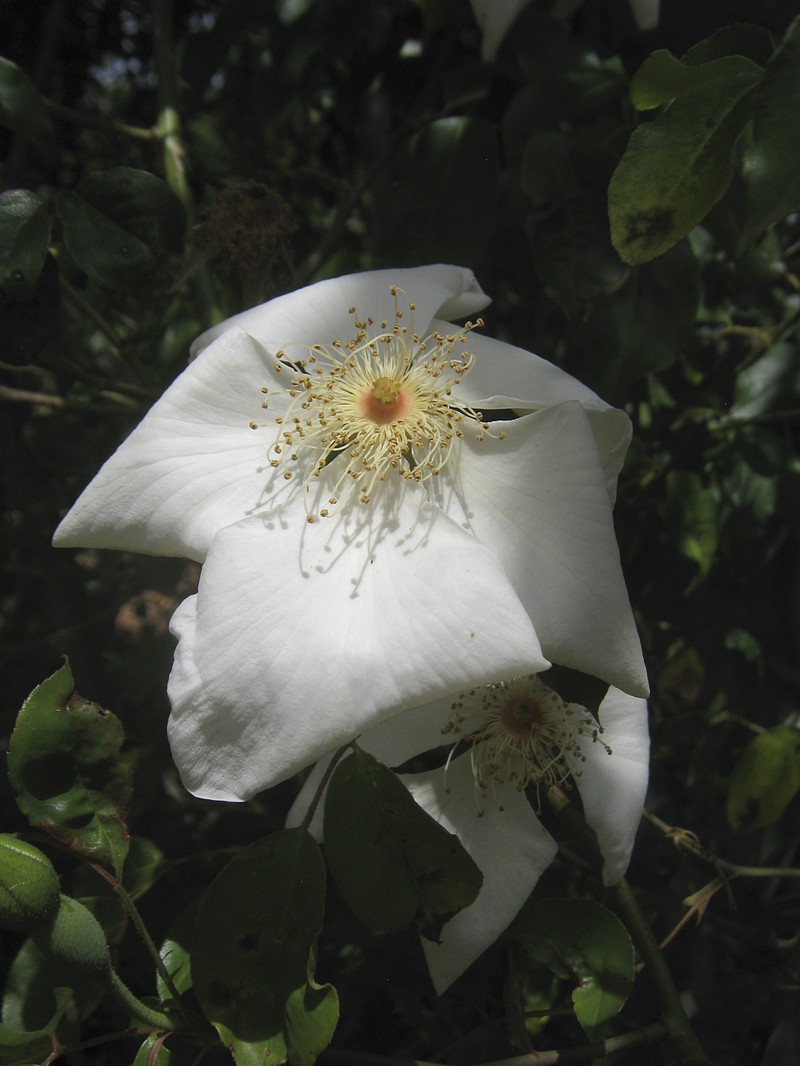 Rosa gigantea photo 5