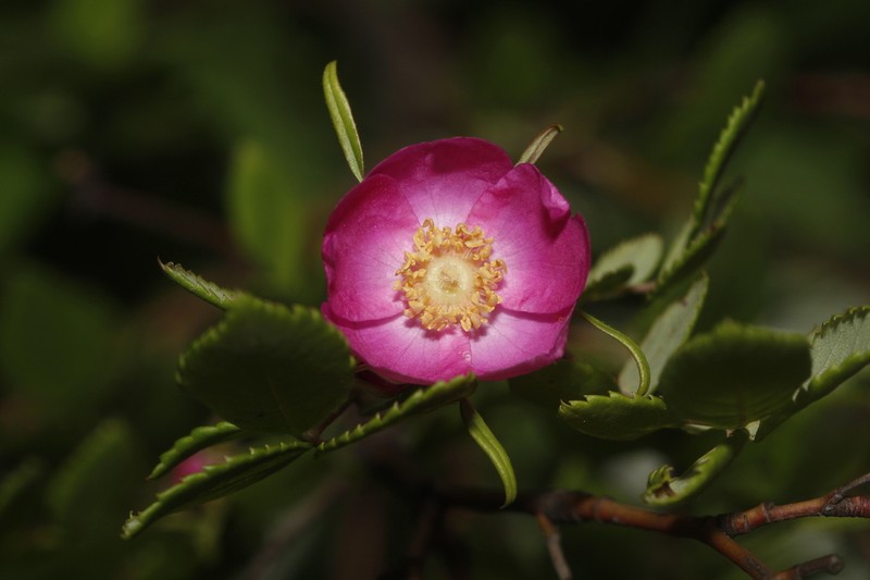 Rosa giraldii
