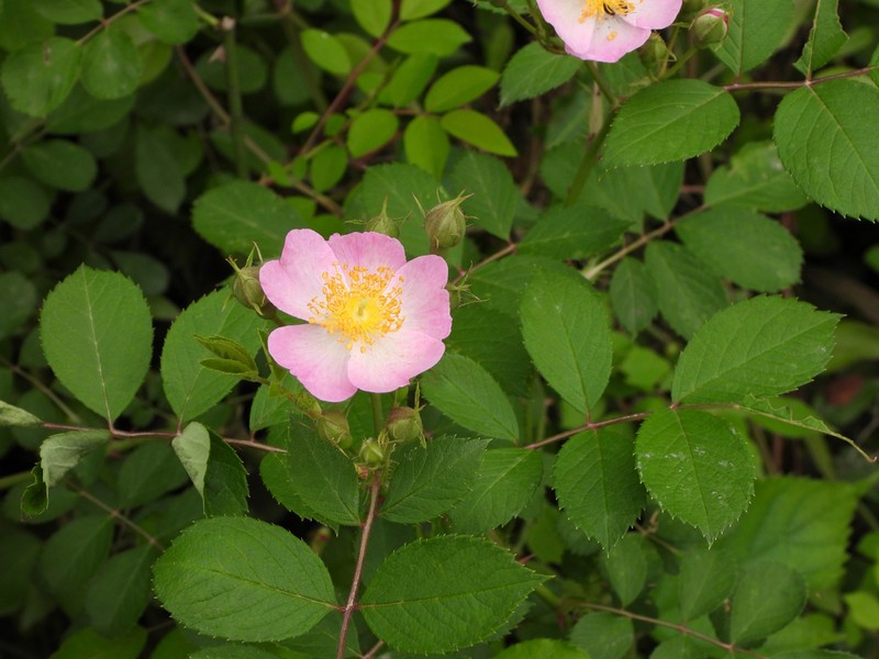 Rosa giraldii photo 2