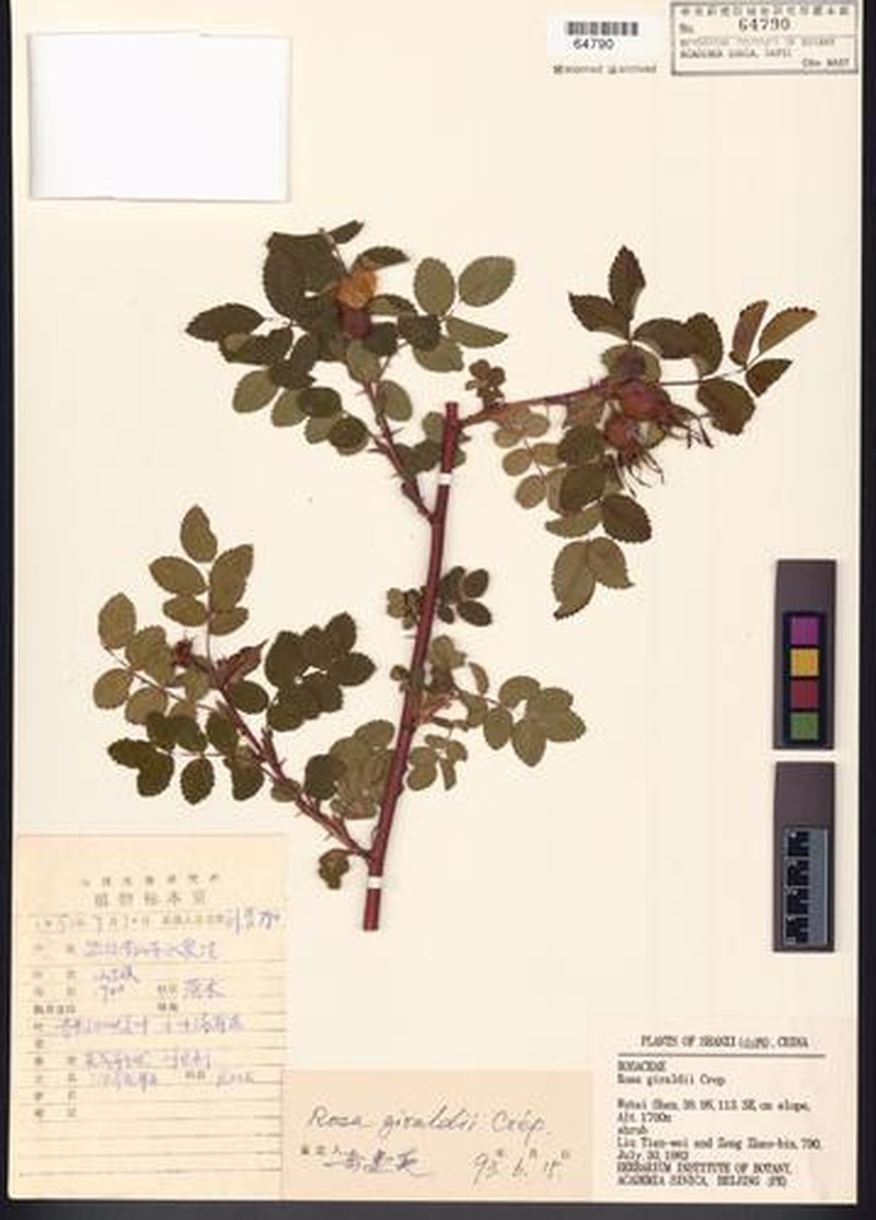 Rosa giraldii photo 3