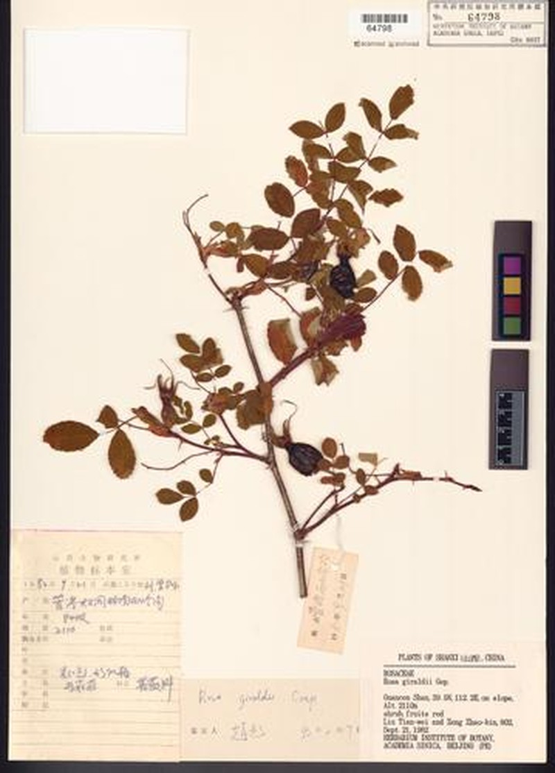 Rosa giraldii photo 4