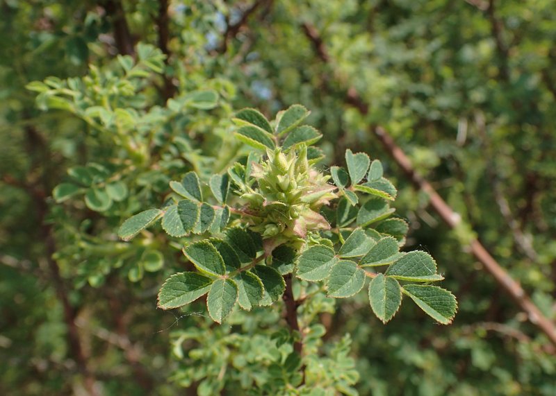 Rosa giraldii