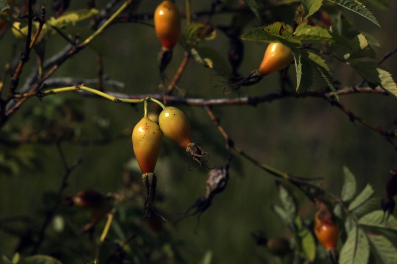 Rosa glabrifolia