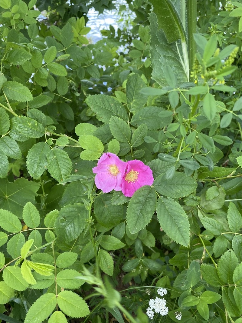 Rosa glabrifolia photo 2