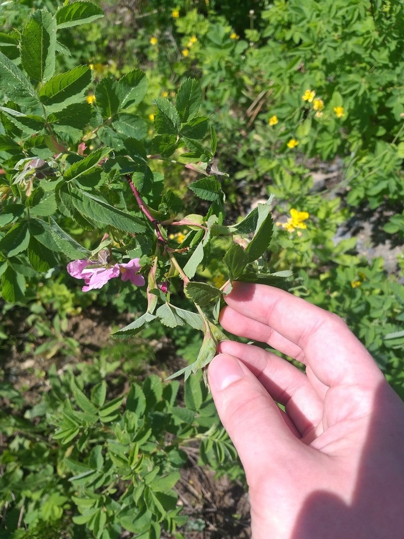 Rosa glabrifolia photo 3