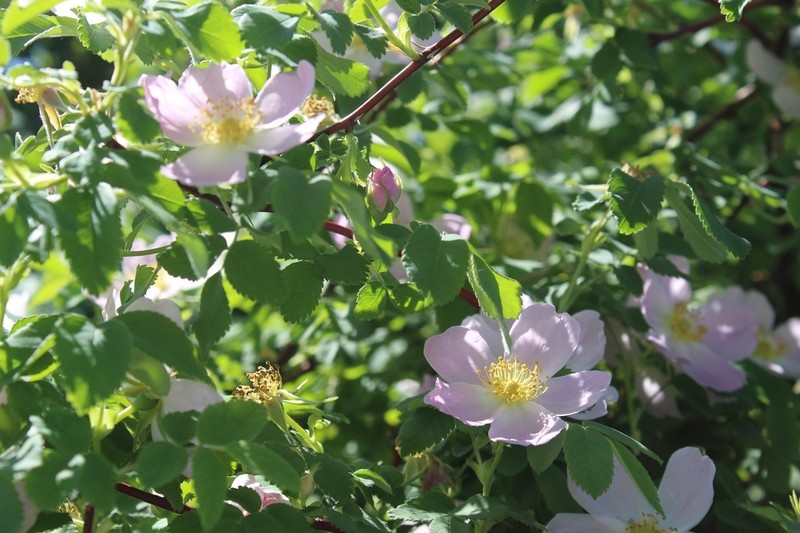 Rosa glabrifolia photo 4