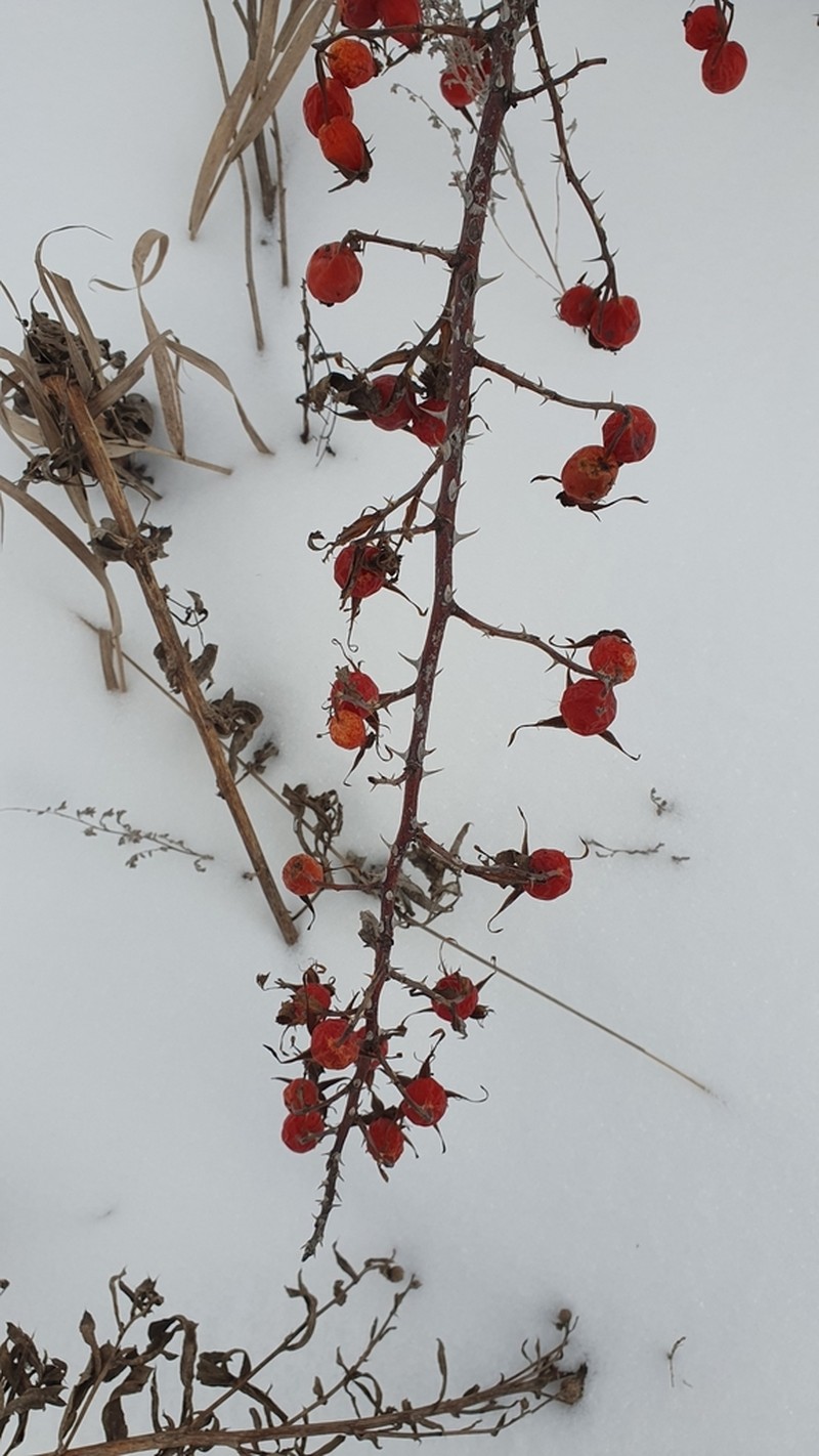 Rosa glabrifolia photo 5