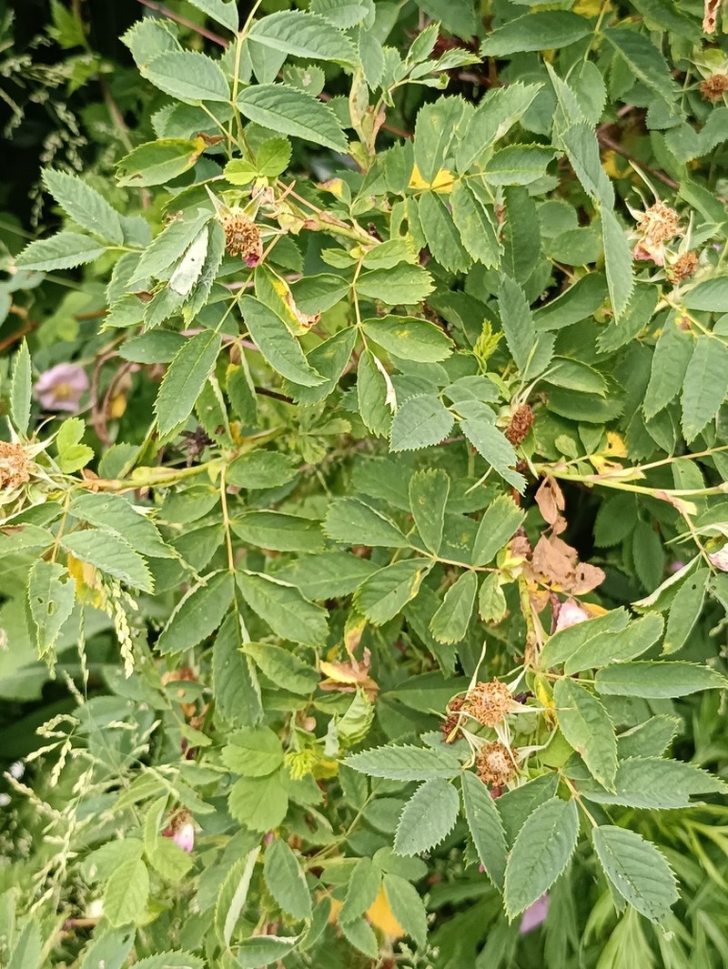 Rosa glabrifolia photo 6