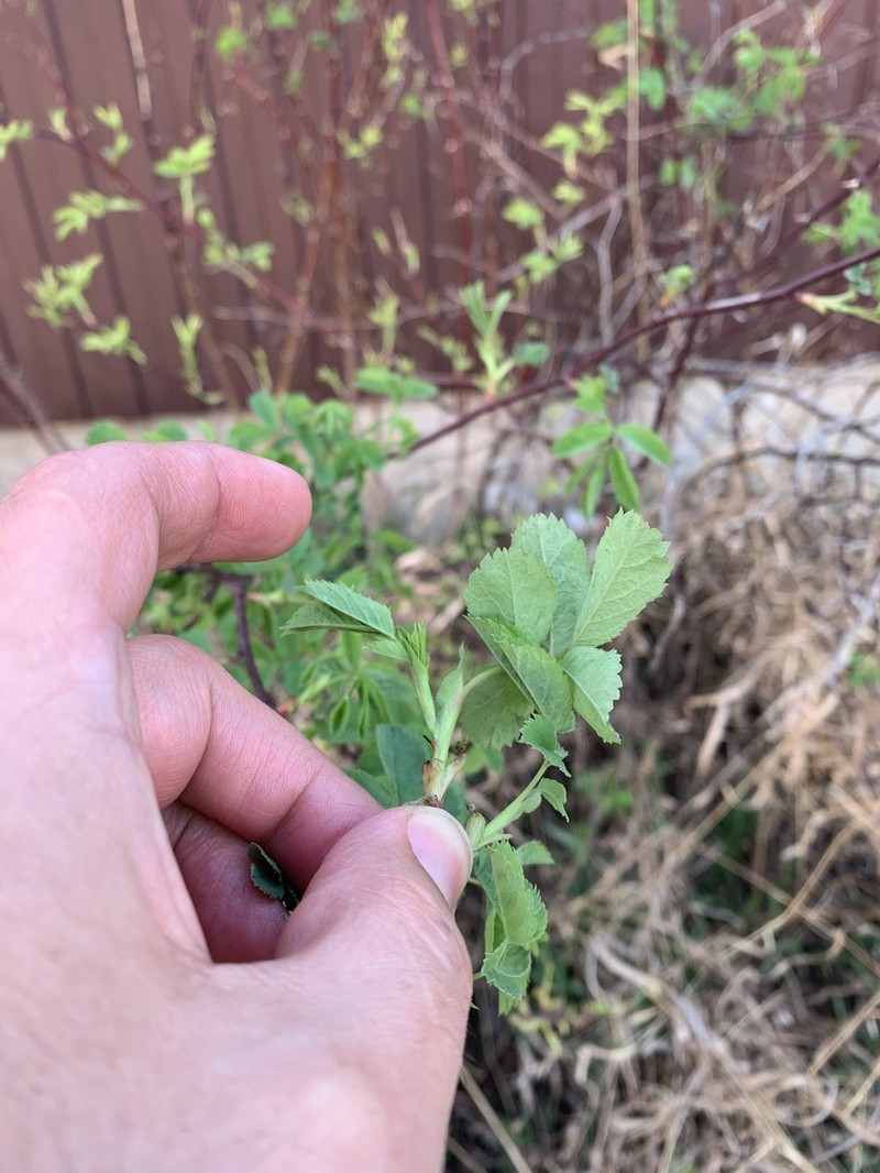 Rosa glabrifolia photo 7