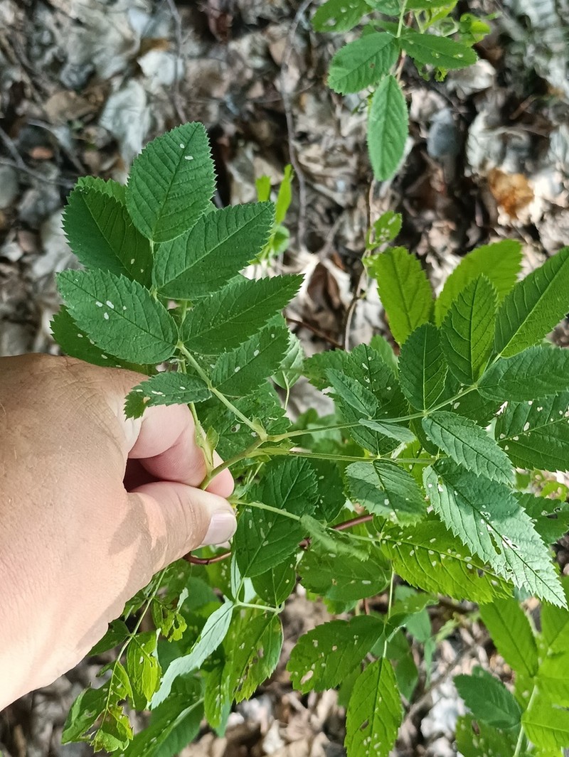 Rosa glabrifolia photo 8