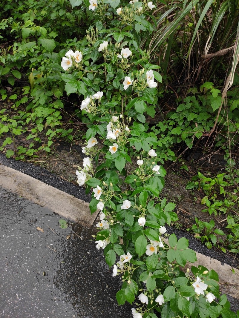 Rosa glomerata