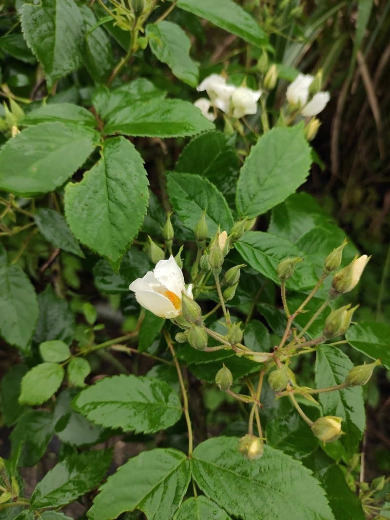 Rosa glomerata photo 2