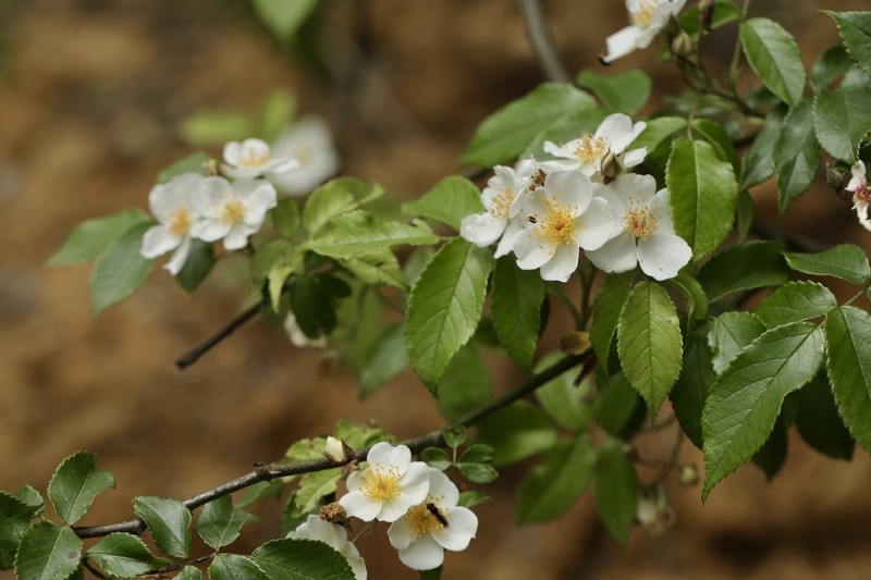 Rosa glomerata photo 3