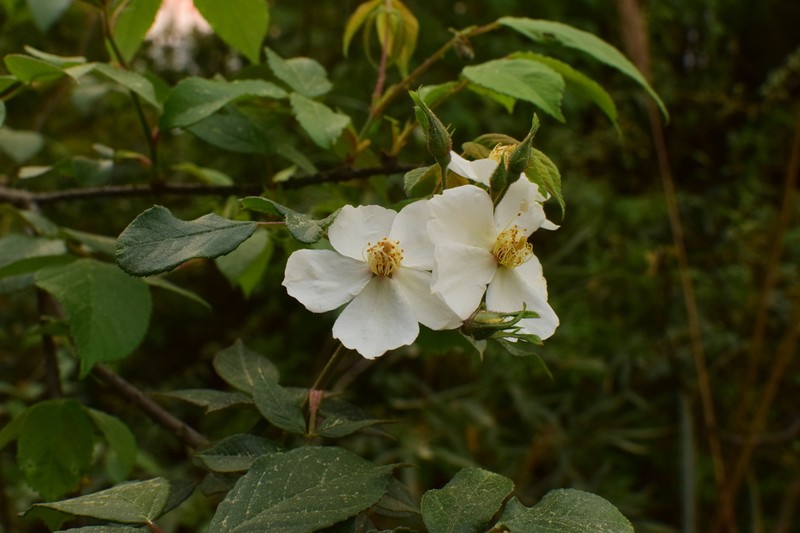 Rosa glomerata photo 4