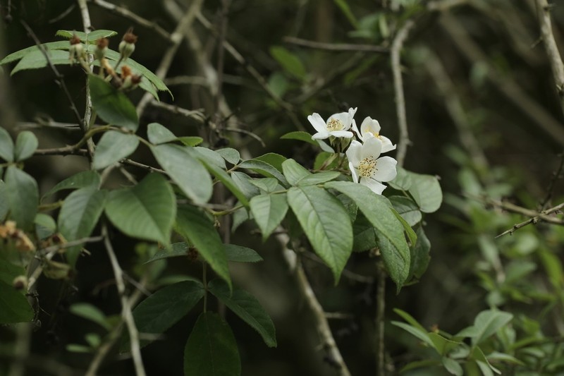 Rosa glomerata photo 5