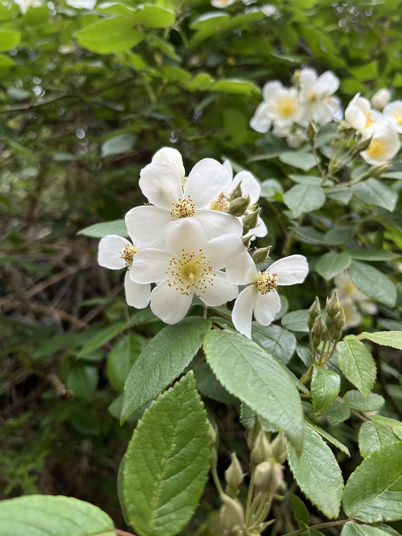 Rosa glomerata photo 6