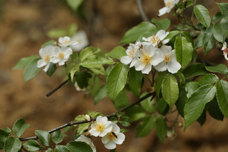 Rosa glomerata photo 8