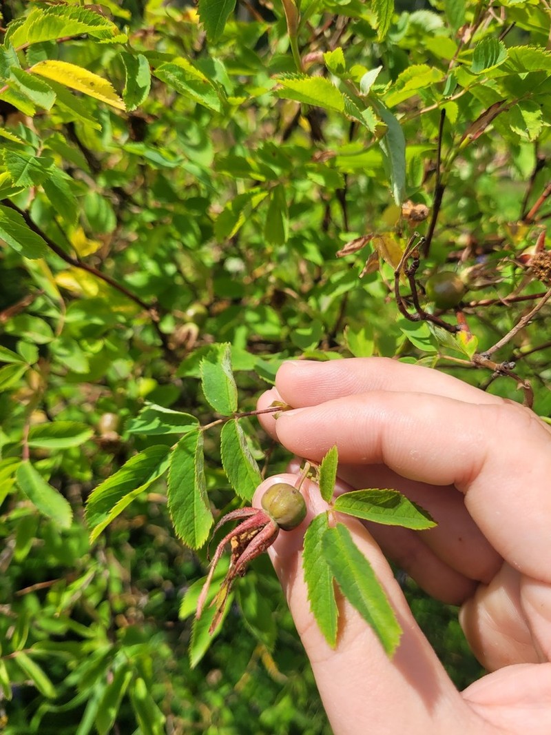 Rosa gorenkensis