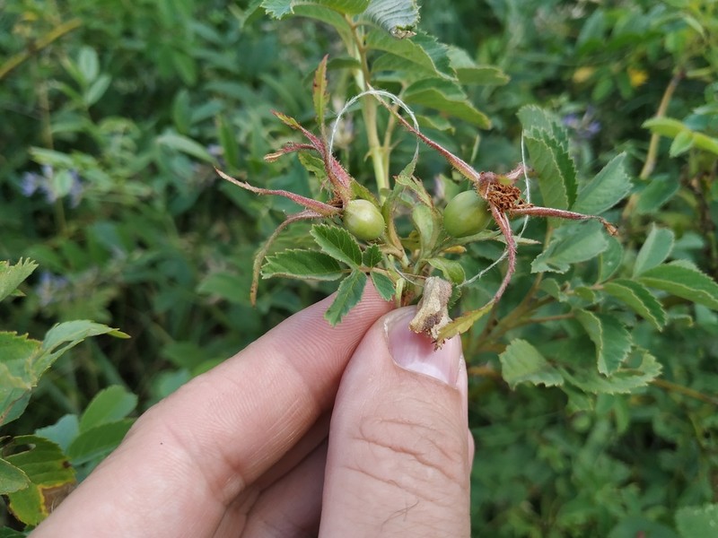 Rosa gorenkensis photo 3