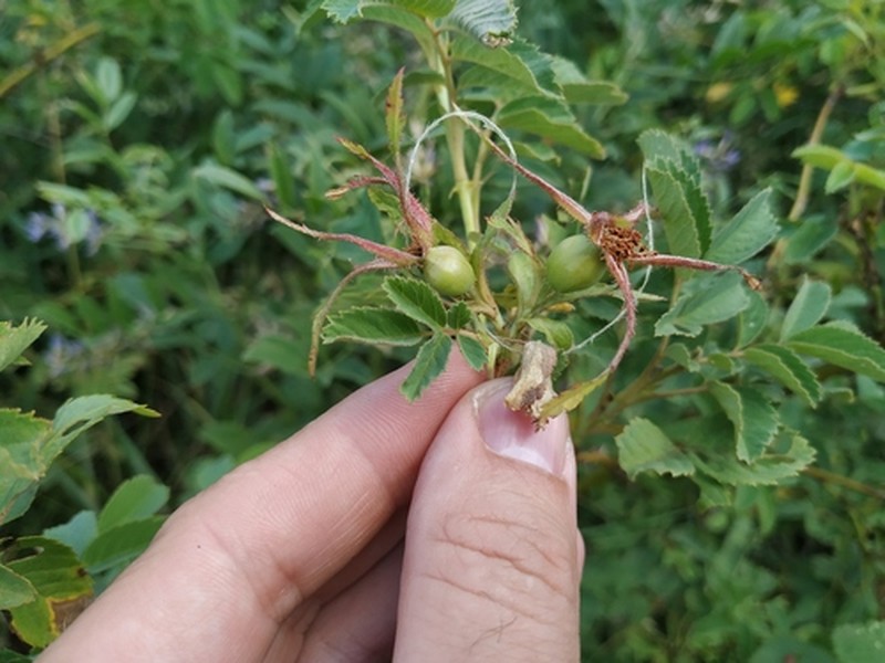 Rosa gorenkensis photo 4