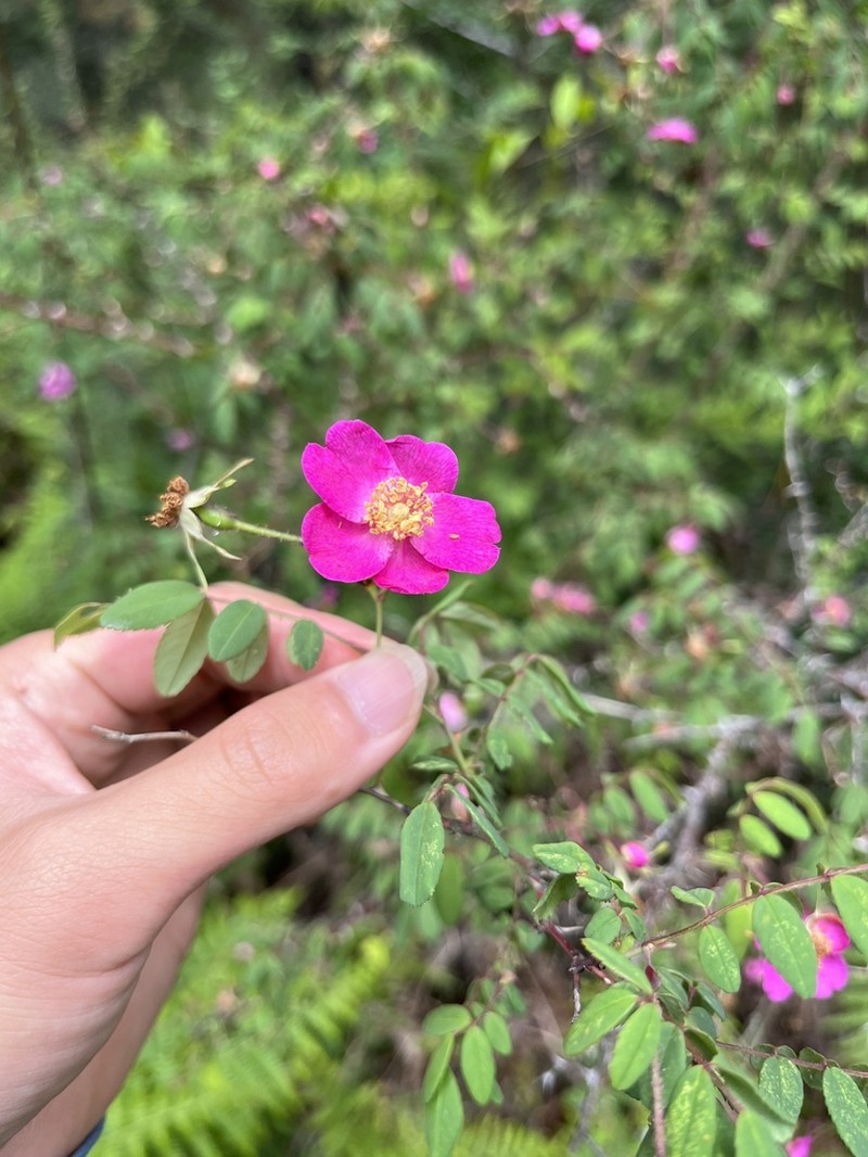 Rosa graciliflora
