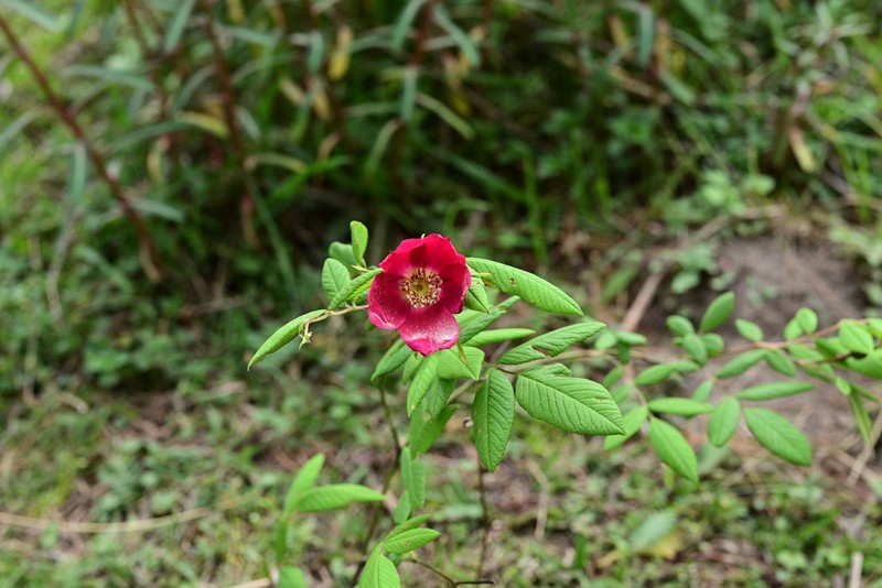 Rosa graciliflora photo 2