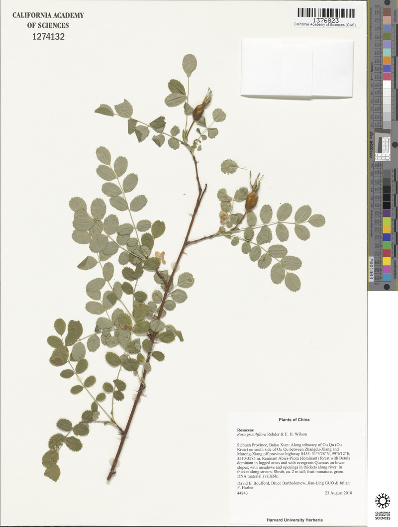 Rosa graciliflora photo 3