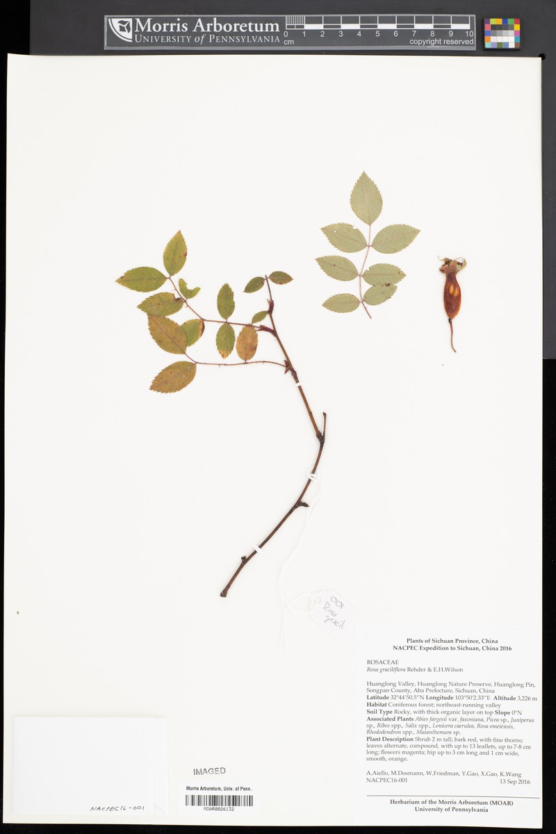 Rosa graciliflora photo 4