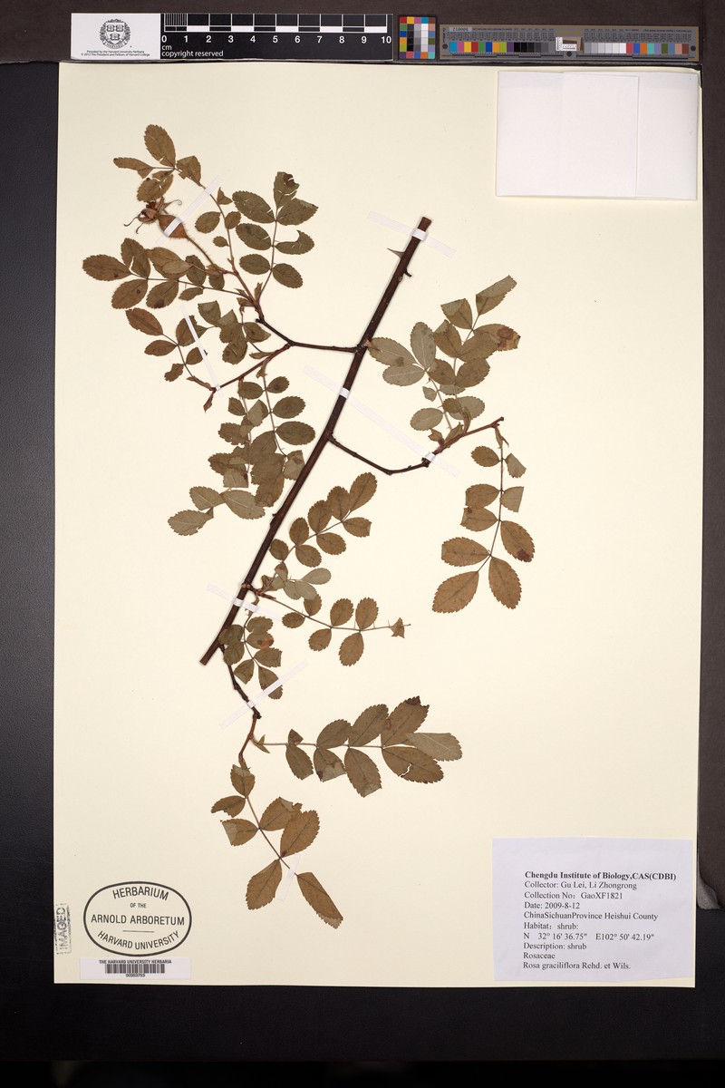 Rosa graciliflora photo 5
