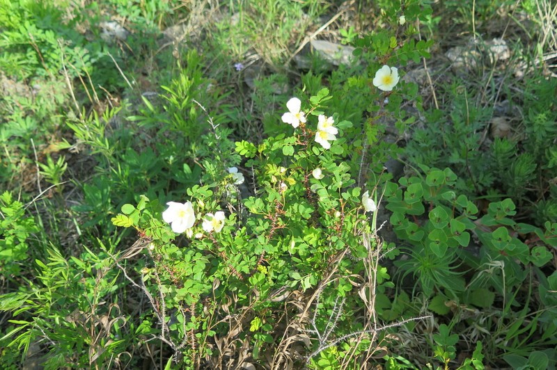 Rosa gracilipes