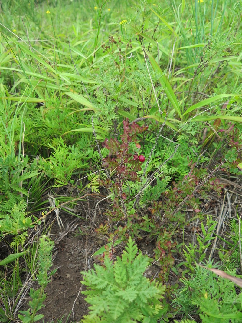 Rosa gracilipes photo 2