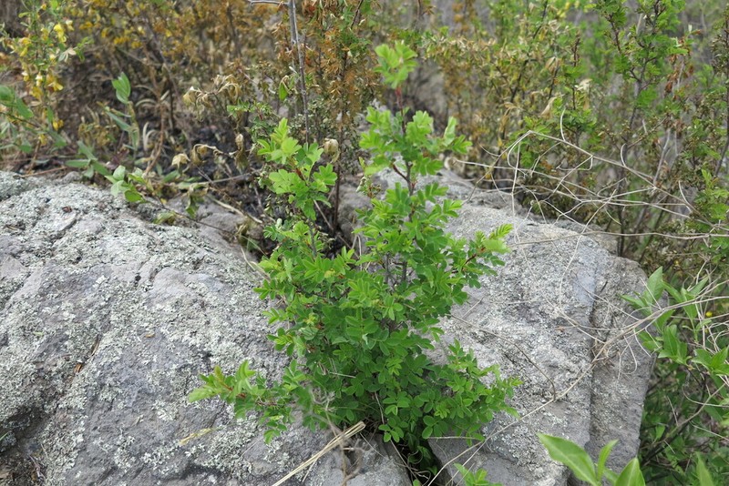 Rosa gracilipes photo 3