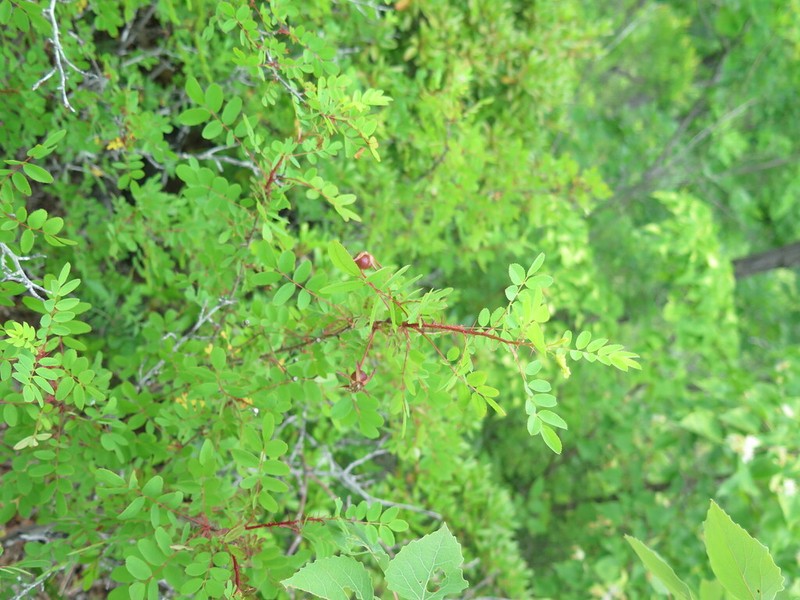 Rosa gracilipes photo 4