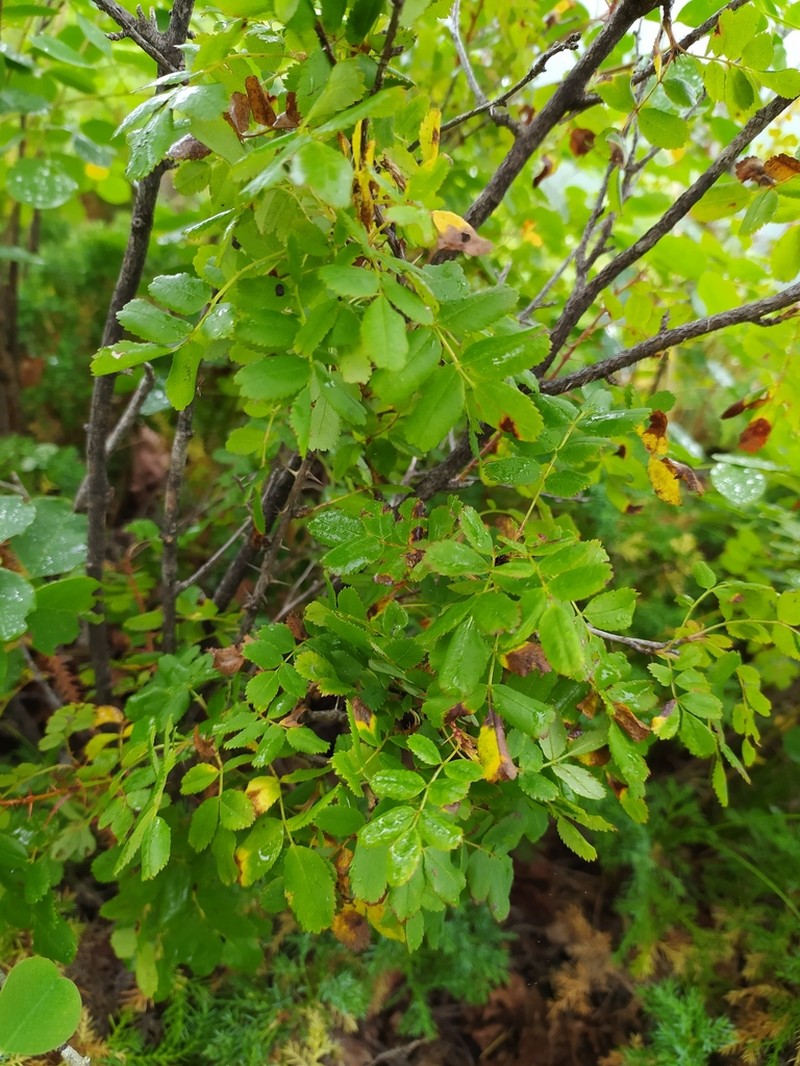 Rosa gracilipes photo 5