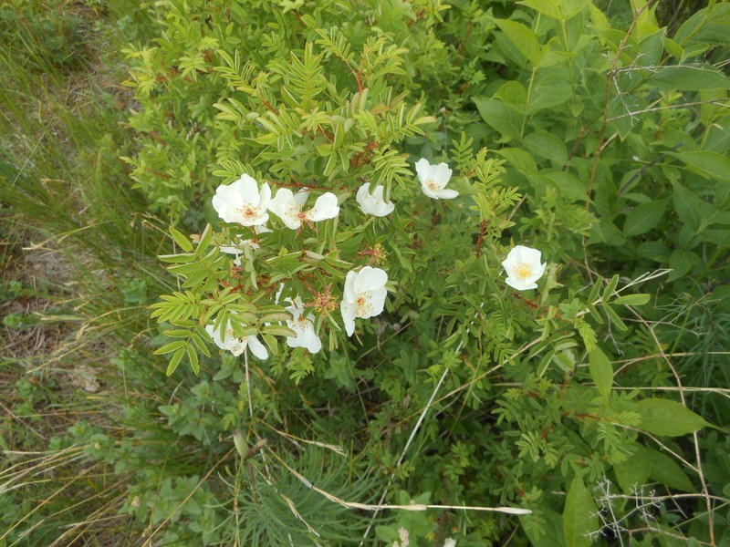 Rosa gracilipes photo 7