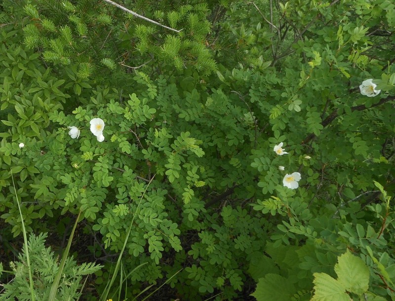Rosa gracilipes photo 8
