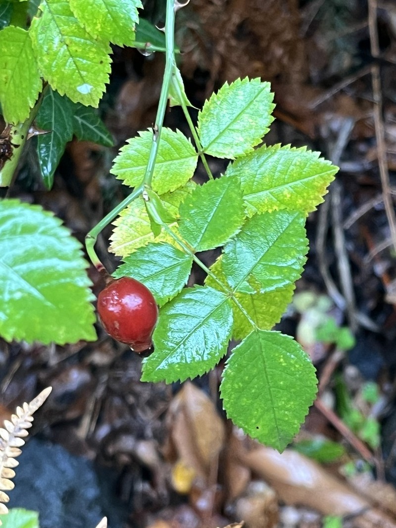 Rosa gran-canariae