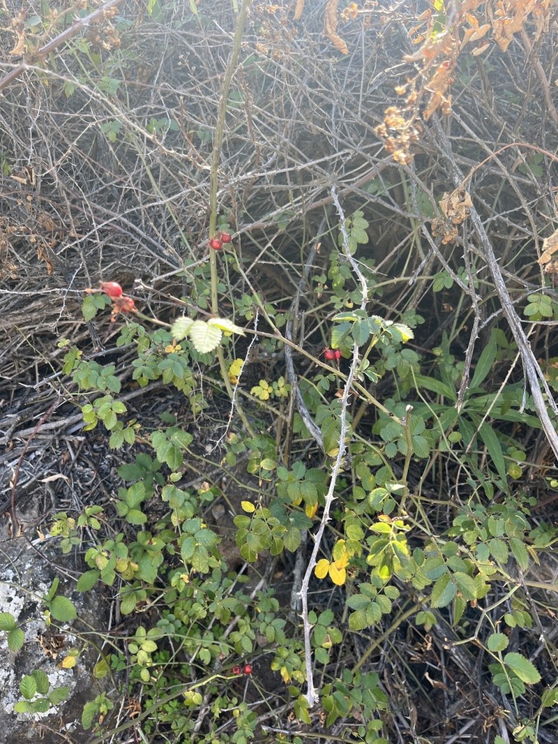 Rosa gran-canariae photo 2