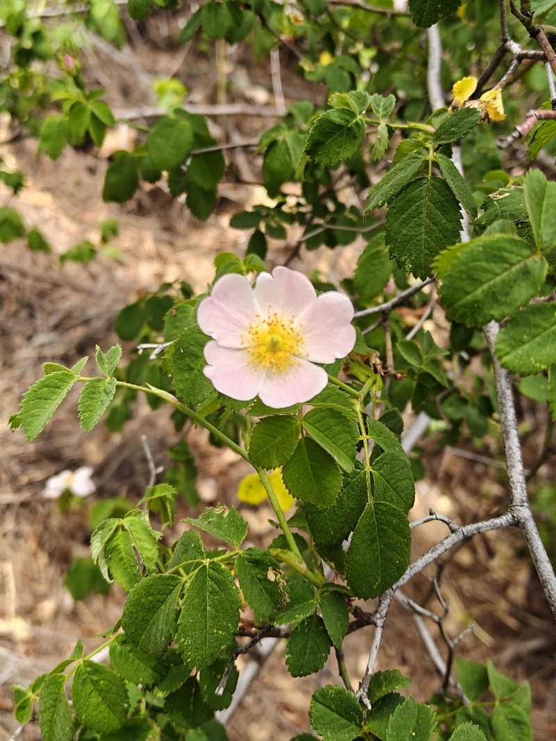 Rosa gran-canariae photo 3