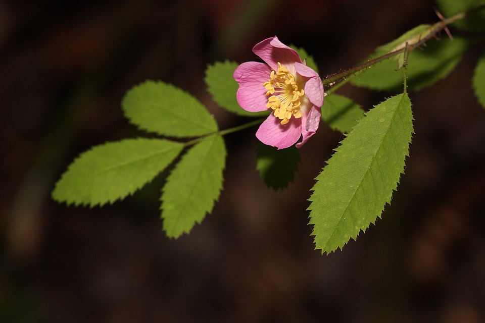 Dwarf Rose