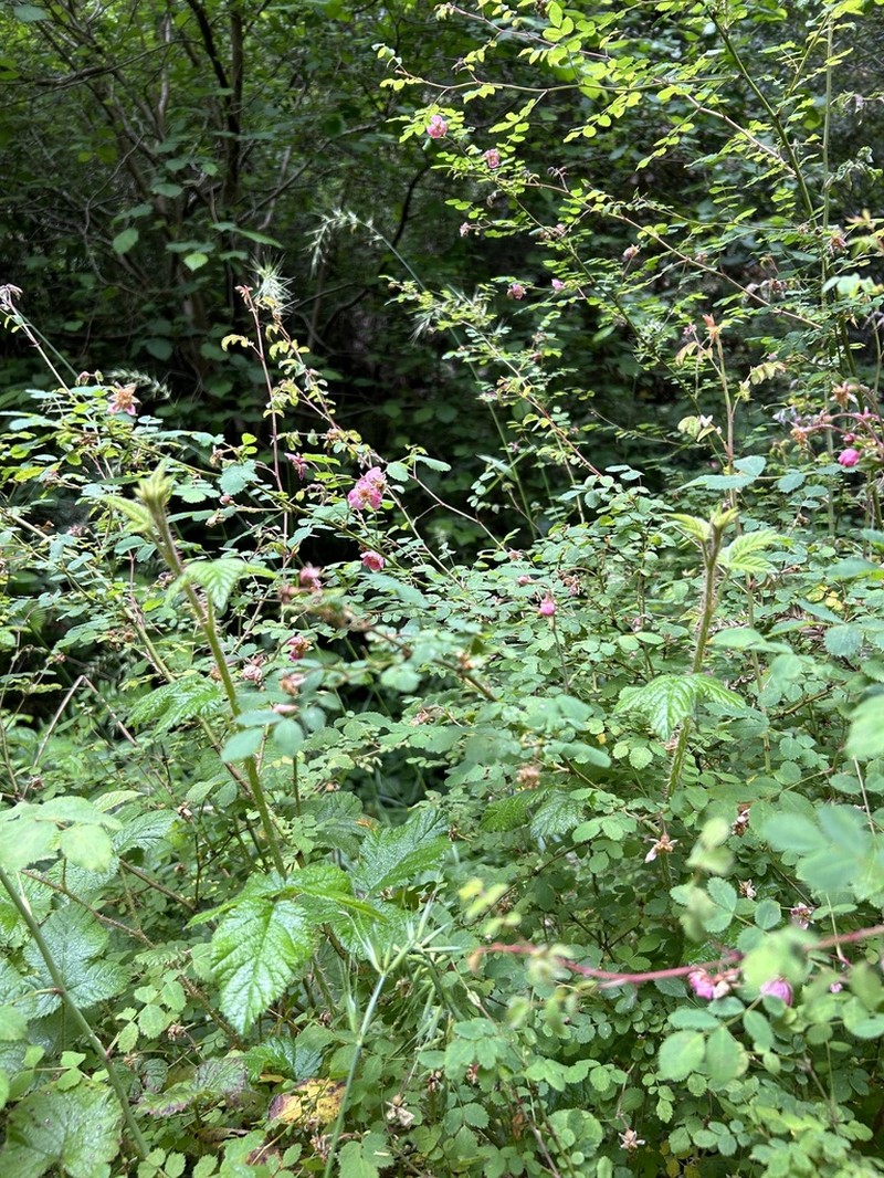 Dwarf Rose photo 2
