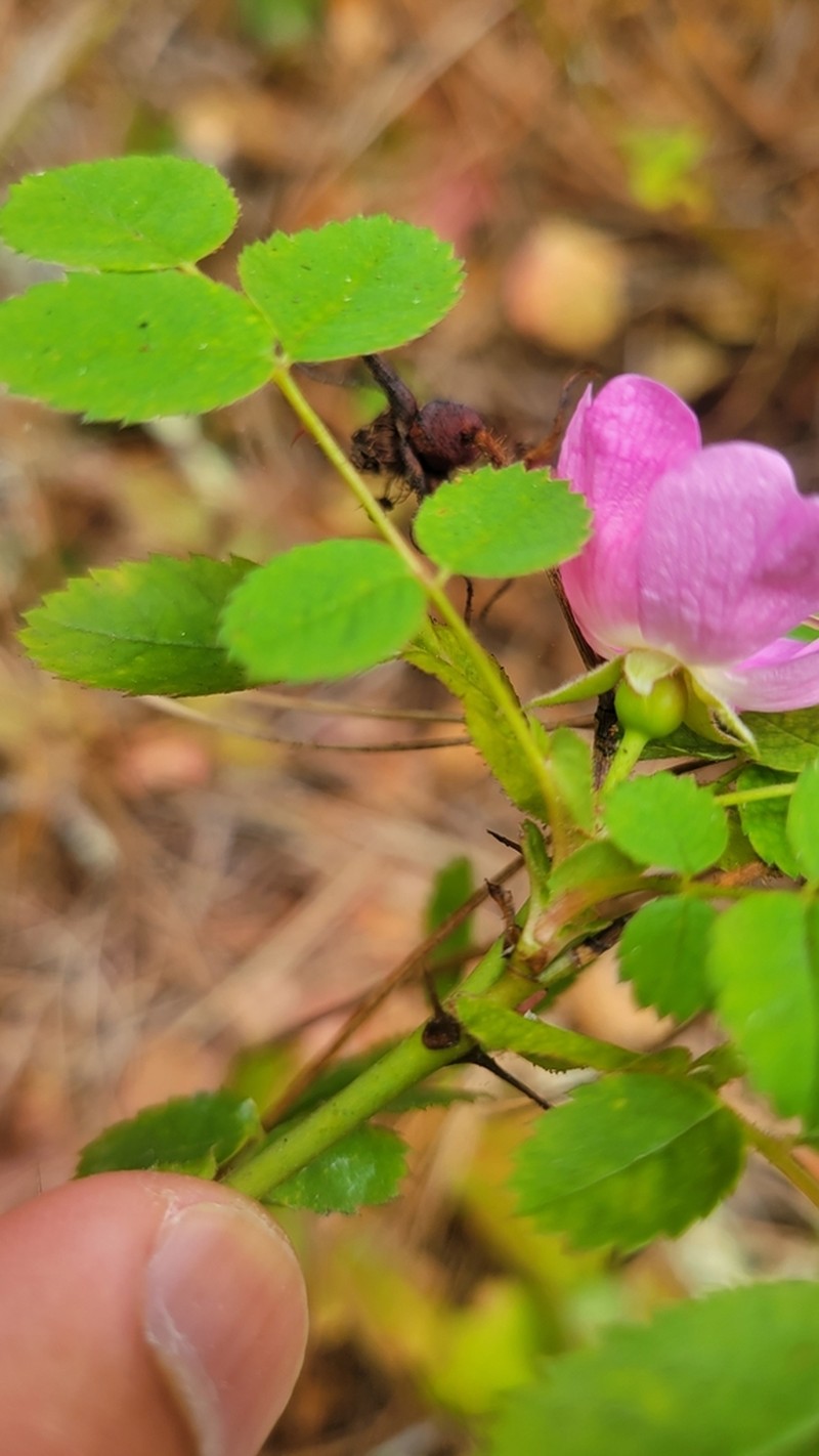 Dwarf Rose photo 3