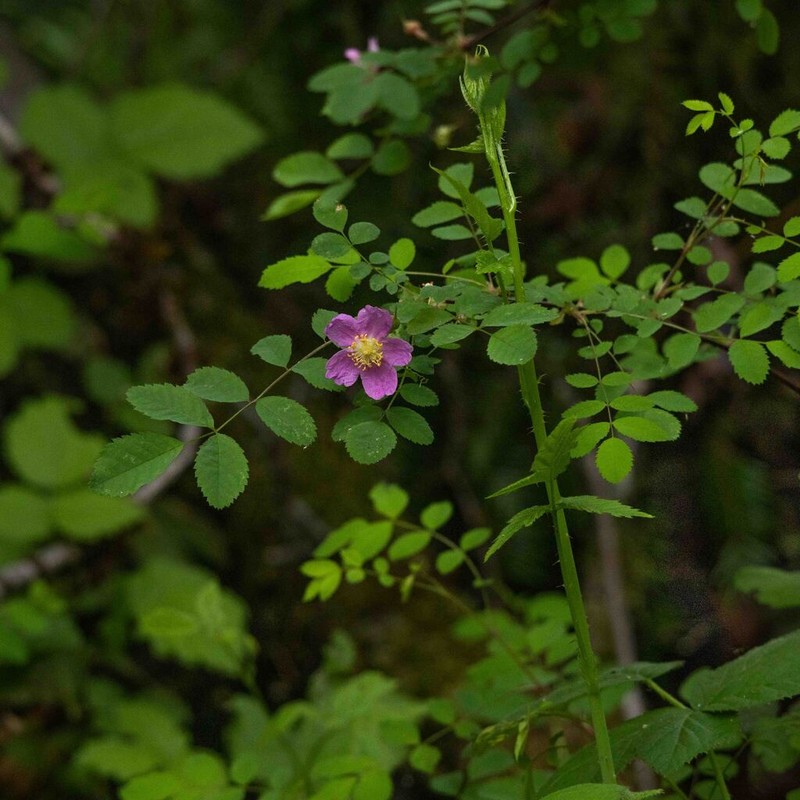 Dwarf Rose photo 4