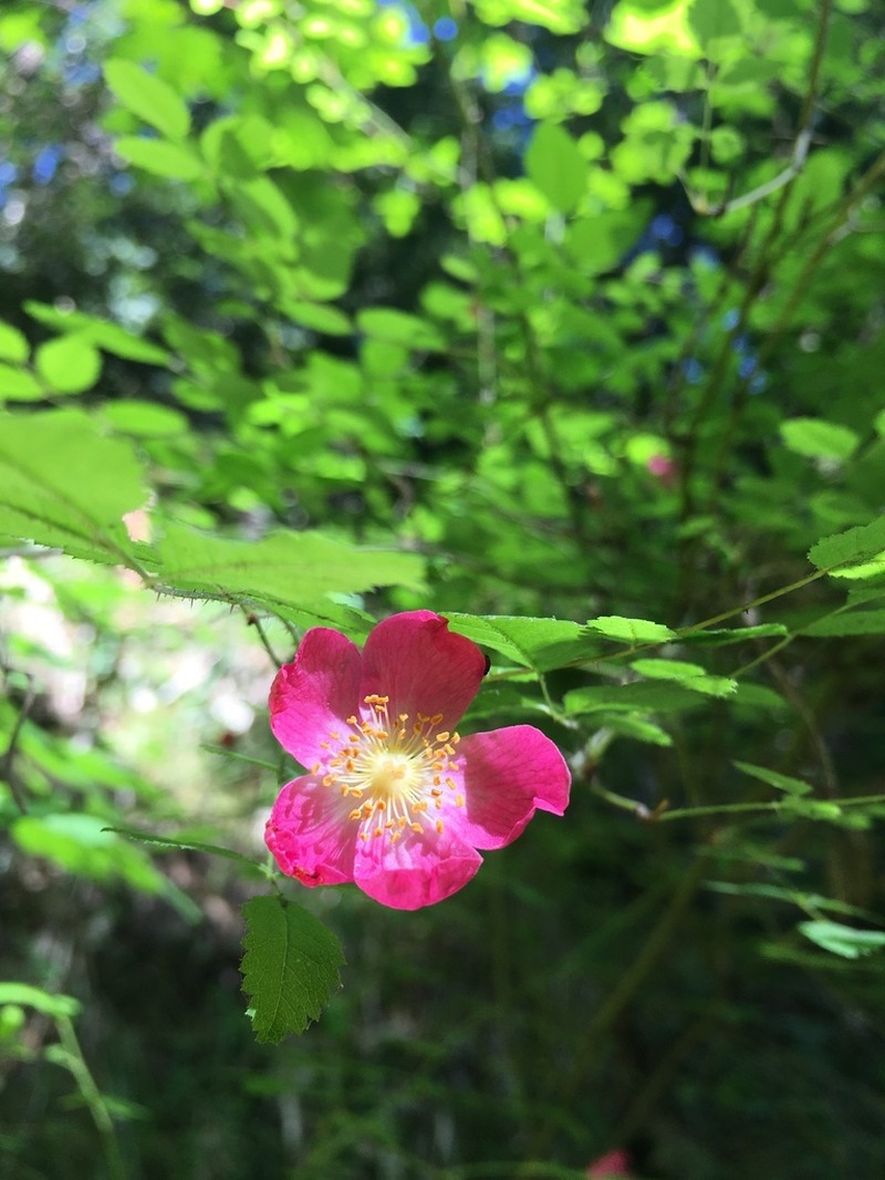 Dwarf Rose photo 5