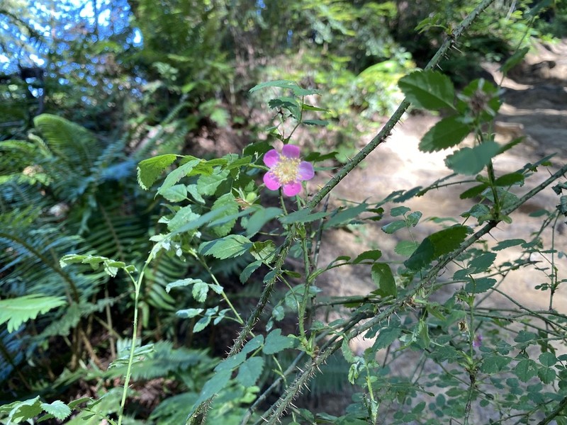Dwarf Rose photo 6
