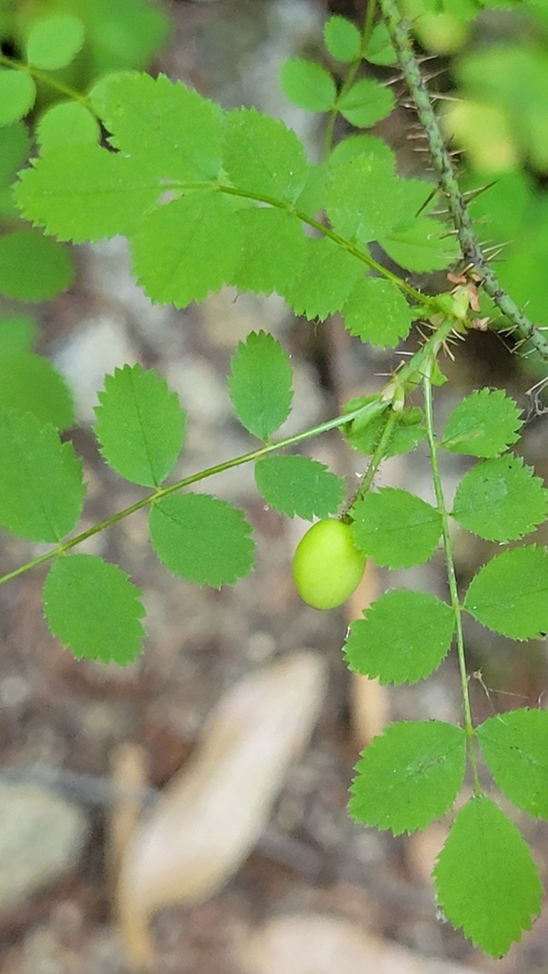 Dwarf Rose photo 7