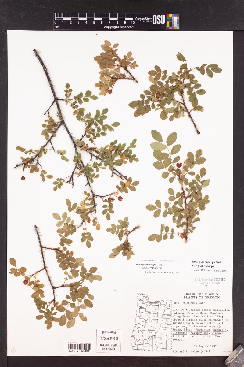 Rosa gymnocarpa subsp. gymnocarpa